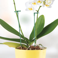 Sujeti Plantas