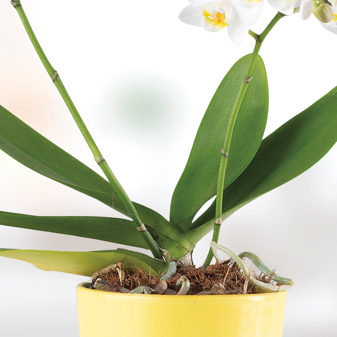 Sujeti Plantas