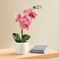 Deco Orquidea Coral