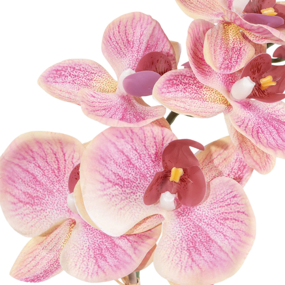 Deco Orquidea Coral